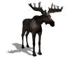moose looking right