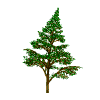 wiggling spruce
